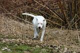 DOGUE ARGENTIN 531